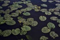 Lily pads and flowers on a lake at sunset Royalty Free Stock Photo