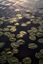 Lily pads and flowers on a lake at sunset Royalty Free Stock Photo