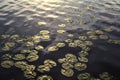 Lily pads and flowers on a lake at sunset Royalty Free Stock Photo