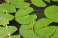 Lily pads on garden pond Botanical Garden Caracas