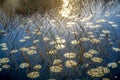 sunset and lily pads Royalty Free Stock Photo