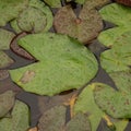 Lily Pads Royalty Free Stock Photo