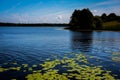 Lily pads growing under water from bottom of lake to the surface of water, leaf of lily pads floating on water, wild Royalty Free Stock Photo