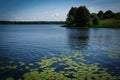 Lily pads growing under water from bottom of lake to the surface of water, leaf of lily pads floating on water, wild Royalty Free Stock Photo