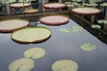 Lily Pads Inside a Plaza