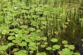 Lily Pads with water lilies and tall grass