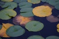 LILY PADS IN LAKE IN EVERRET SEATTLE