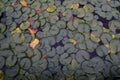 LILY PADS IN LAKE IN EVERRET SEATTLE