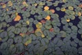 LILY PADS IN LAKE IN EVERRET SEATTLE