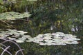 LILY PADS IN LAKE IN EVERRET SEATTLE