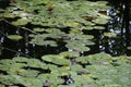 LILY PADS IN LAKE IN EVERRET SEATTLE