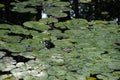 LILY PADS IN LAKE IN EVERRET SEATTLE