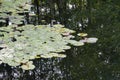 LILY PADS IN LAKE IN EVERRET SEATTLE