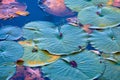 Lily pads in a lake Royalty Free Stock Photo