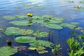 Lily pads and lilies yellow in a pond. Royalty Free Stock Photo