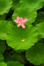 Lily pads with lotus flower that lost petal