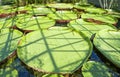 Lily Pads at Monets Garden