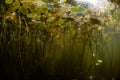 Lily Pads in New England Lake Royalty Free Stock Photo