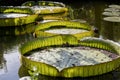 Close up of giant backlit Lily pads