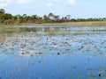 Florida Savanna Lily Pads and Marsh