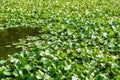 Lily Pads in Pandapas Pond Royalty Free Stock Photo