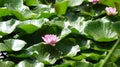 lily pads with pink flower