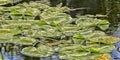 Lily pads pond Royalty Free Stock Photo