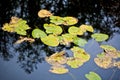 Lily pads pond Royalty Free Stock Photo