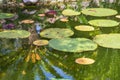 Lily Pads in a Pond Royalty Free Stock Photo