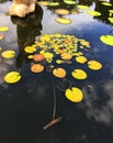 Large lily pads in pond in park Royalty Free Stock Photo