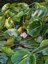 Lily pads pond plant relaxing Royalty Free Stock Photo