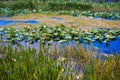 lily pads pond Royalty Free Stock Photo