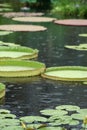 Lily Pads in the Rain