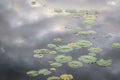 Lily Pads with Reflection of Clouds on the Water Royalty Free Stock Photo