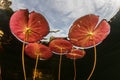 Lily Pads and Sky