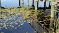 Lily pads around a pier in a lake. Royalty Free Stock Photo