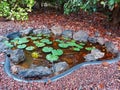 Lily pads in a small lake Royalty Free Stock Photo