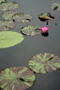 Lily Pads in Still Water