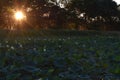 Lily Pads at Sunset Royalty Free Stock Photo