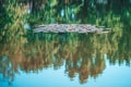 Lily pads on the surface of a pond. Abstract background, reflection of trees in water. Soft focus Royalty Free Stock Photo