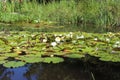 Lily Pads - Tofino Botanical Gardens