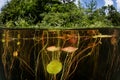 Lily Pads Underwater in Freshwater Lake