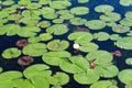 Lily Pads with water lilies