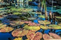 Lily Pads in Water Pond