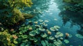 green Lily pads and white Lotus flowers on a dark background. Floral print with aquatic plants. Botanical texture, overgrown pond Royalty Free Stock Photo