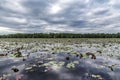Lily pads on wide lake Royalty Free Stock Photo
