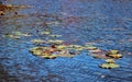 Lily pads and fall leaves float coloring the lake surface Eaglesmere Pennsylvania Royalty Free Stock Photo