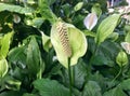 Lily peace in the garden. Peace lily with green leaves. Spathiphyllum lily peace. White spathiphyllum with green leaves in blossom Royalty Free Stock Photo