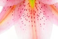 Lily petal abstract Royalty Free Stock Photo