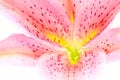 Lily petal abstract Royalty Free Stock Photo